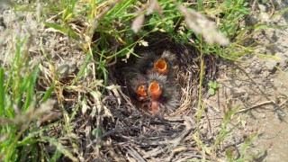最近の産地の様子　from中沢