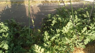 ツル引き作業終了