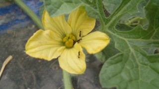 最近の産地の様子　from中沢