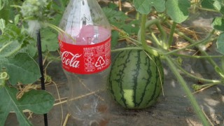 順調に育ってます。