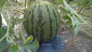 パット敷きました