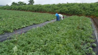 パット敷き終わりました。