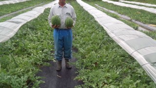 今日から収穫です。