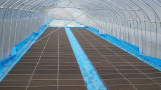 すじまき終了。