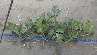 ツルを5本選びました。