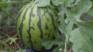 元気に育ってます！