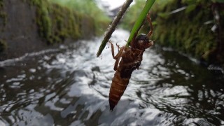 昔はいっぱいいたのに