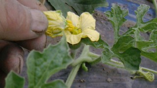 最近の産地の様子　from中沢