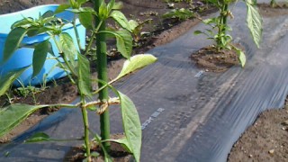 順調に育ってます！