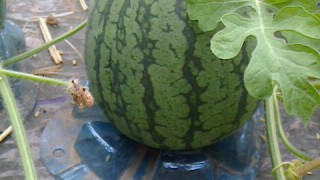 こちらも順調です。