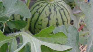 こちらもまた順調です！