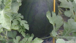 だいぶ黒くなりました！