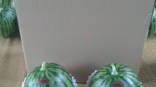 待ち遠しかった収穫が始まりました。