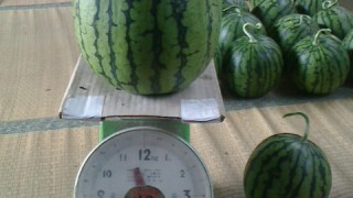 今シーズンのチャンピオン