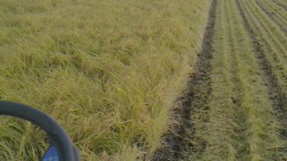 稲刈り始めました。