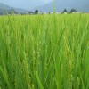 稲の発育具合