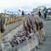 鮎祭りです。