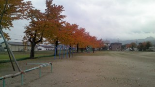 学校の桜の紅葉です。