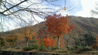 晩秋の坂戸山の紅葉です。