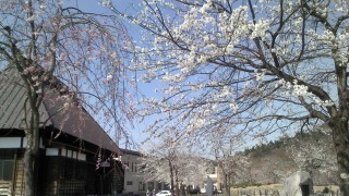 公園の桜の花が満開です。