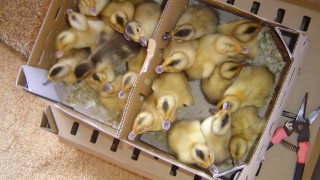 合鴨の雛が着ました。