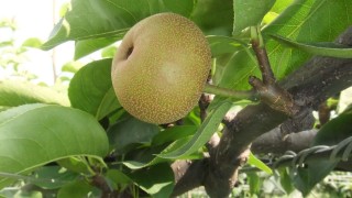 まだまだ小さい幸水梨