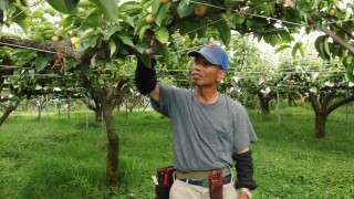 梨畑の巡回