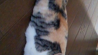 夏休みも終わりますね縲鰀