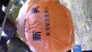 最近の梨畑の様子　from片山