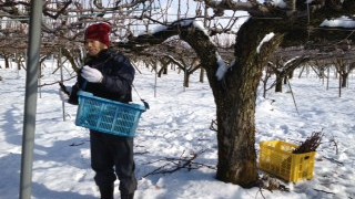 雪の晴れ間の剪定作業