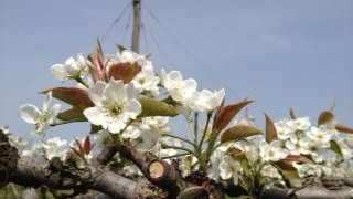 梨の花