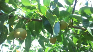 最近の梨畑の様子　from片山