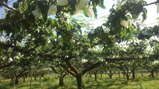 最近の梨畑の様子　from片山
