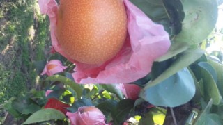 南水、出荷開始しました。