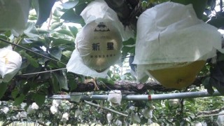 新星出荷始まりました。