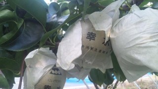 最近の梨畑の様子　from片山