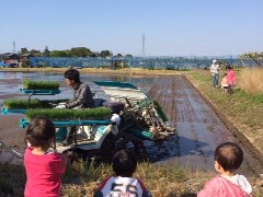 田植え