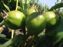 今日のルレクチェ