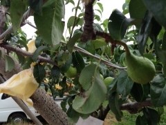 ルレクチェの袋かけスタート