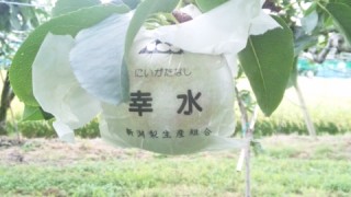 大玉がとれ始めました！