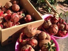 ザクロも大豊作♪