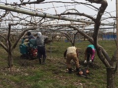 梨の畑は、花の準備