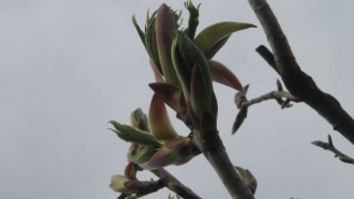 ハリギリ発見！