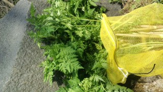 ヤマニンジン出始めました