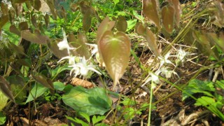 イカリソウを見つけました