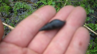 カワニナがたくさんいましたよ