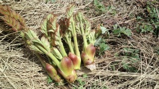 タラノメが出始めました