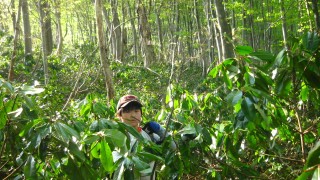 新緑のブナ林へ