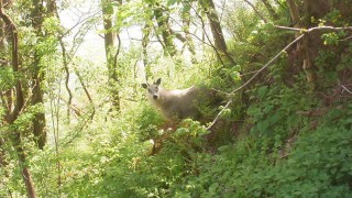 ニホンカモシカに出会いました
