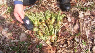 ビッグサイズのタラノメ